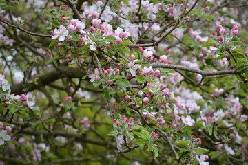 Pommier en fleurs, printemps 2019