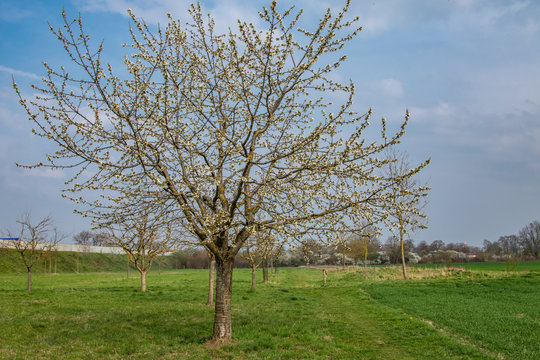 Streuobstwiese - Baum