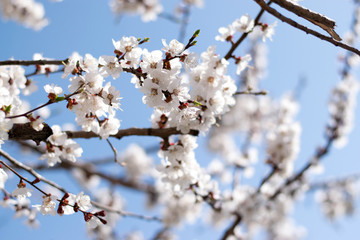 Sakura branches on the background of clear blue sky in spring