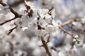 Sakura branches on the background of clear blue sky in spring