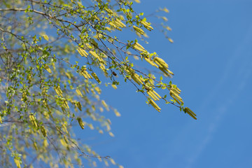 Catkins and new young spring leaves of a birch tree