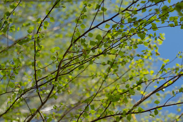 Catkins and new young spring leaves of a birch tree