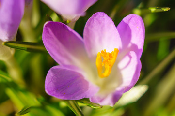 Fototapeta na wymiar Beautiful crocus flower close up. Macro. Soft focus, selected focus.