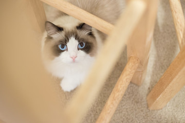 Ragdoll 