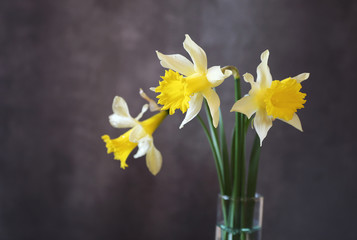 Yellow daffodils on black background