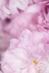 Fototapeta premium Close Up Macro Of Cherry Tree Pink Blossom