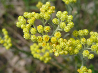Obraz premium Yellow flowers immortelle close-up against the background of the earth view from above. Medicinal plants of Europe in July.