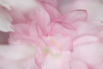 Fototapeta na wymiar Close Up Macro Of Cherry Tree Pink Blossom 