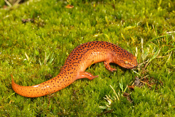 Northern red salamander - Pseudotriton ruber