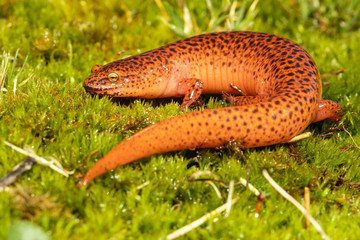 Northern red salamander - Pseudotriton ruber