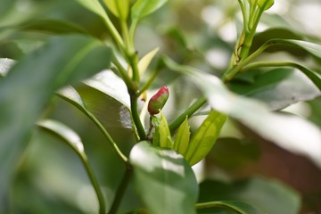 Obraz premium Aucuba japonica