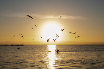 Fototapeta premium Black-headed gulls and sunset in Albufera of Valencia with sun in the middle.