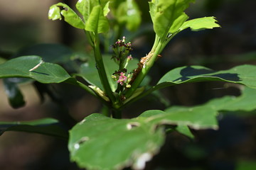 Aucuba japonica