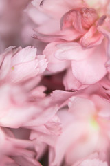Fototapeta premium Close Up Macro Of Cherry Tree Pink Blossom 