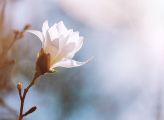 White magnolia flower