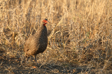 Swainsonfrankolin / Swainson´s Francolin or Swainson´s spurfowl / Francolinus swainsonii.