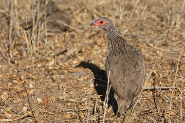 Swainsonfrankolin / Swainson´s Francolin or Swainson´s spurfowl / Francolinus swainsonii.