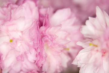 Close Up Macro Of Cherry Tree Pink Blossom 