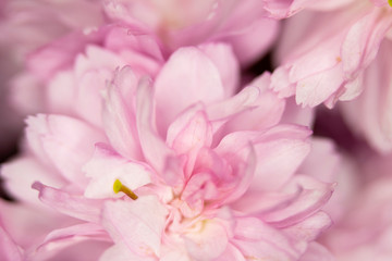 Obraz na płótnie Canvas Close Up Macro Of Cherry Tree Pink Blossom 