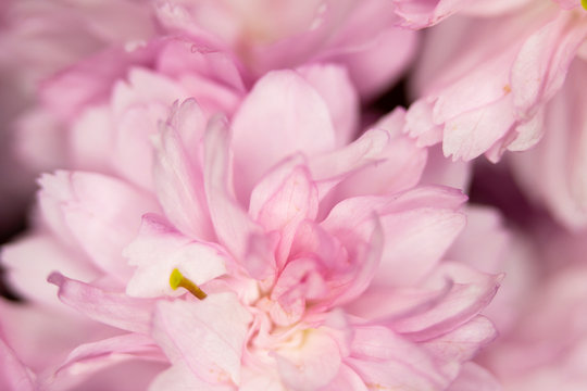 Close Up Macro Of Cherry Tree Pink Blossom © squeebcreative