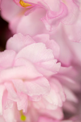 Close Up Macro Of Cherry Tree Pink Blossom 