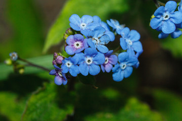 Water forget-me-not Myosotis scorpioides