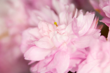 Close Up Macro Of Cherry Tree Pink Blossom 