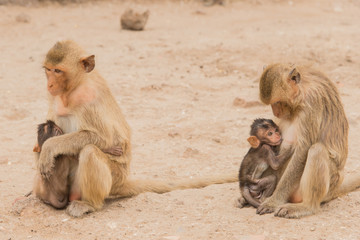 Monkey mummies breast-feeding their little monkeys at Phra Prang Sam Yod temple in Lopburi, Thailand, Asia