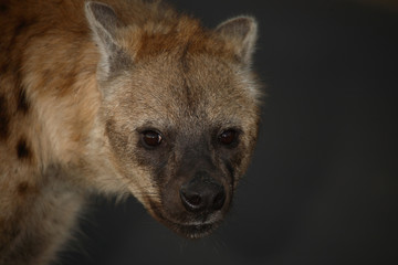 T&uuml;pfelhy&auml;ne / Spotted Hyaena / Crocuta crocuta.