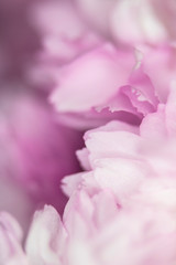 Obraz na płótnie Canvas Close Up Macro Of Cherry Tree Pink Blossom 