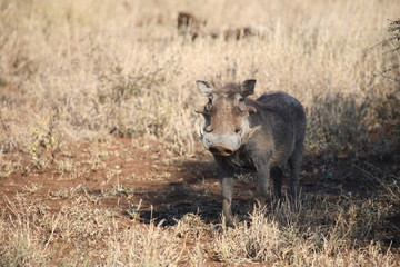 Warzenschwein / Warthog / Phacochoerus africanus.