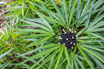Cairns, Australia - February 17, 2019: Botanical Garden. Asparagaceae Dracaena Cantleyi bloom and berry in center of green leaves.