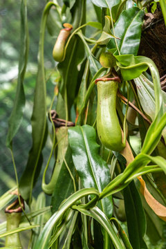 Cairns, Australia - February 17, 2019: Botanical Garden. Of the Nepenthaceae family, Nepenthes Ventricosa Truncata, or Tropical Pitcher Plant, native to the Philippines catches and digest insects in i