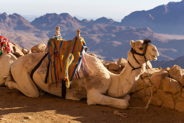 Dromedary from the Sinai Peninsula. Arabian camel (Camelus dromedarius). The animal is used by Bedouins as beast of burden to transport tourist through the desert sand dunes. 