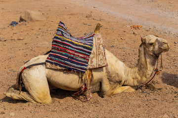 Fototapeta premium Dromedary from the Sinai Peninsula. Arabian camel (Camelus dromedarius). The animal is used by Bedouins as beast of burden to transport tourist through the desert sand dunes. 