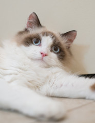 Ragdoll