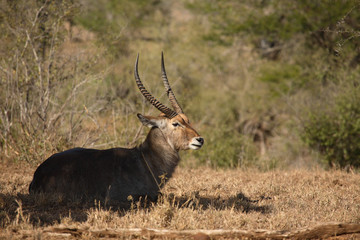Wasserbock / Waterbuck / Kobus ellipsiprymnus