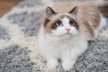 Ragdoll