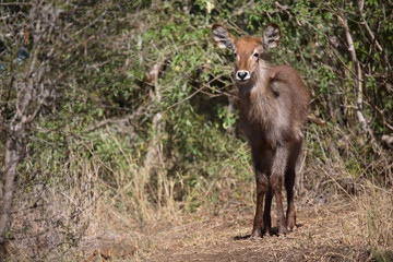 Wasserbock / Waterbuck / Kobus ellipsiprymnus