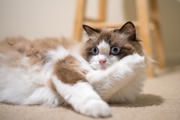Ragdoll 