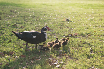 duck in grass