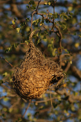 Webervogelnest / Weaver' nest /