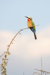 Weißstirnspint / White-fronted bee-eater / Merops bullockoides