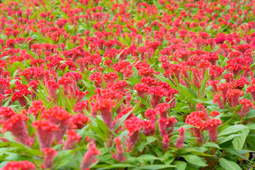 Red Celosia argente flower background. Nature flower and outdoor background