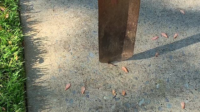Baby copperhead snake beheading with a shovel