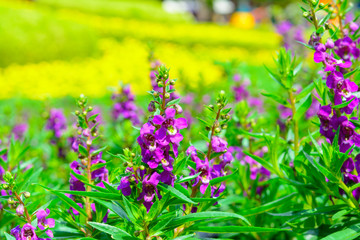 Purple Lavender flower background in gardens. Nature flower and outdoor background