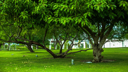 Obraz premium trees in the park