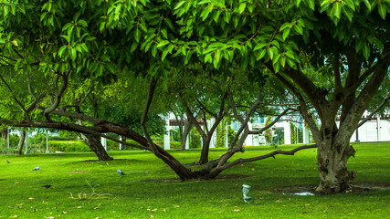 Obraz premium trees in the park