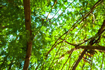 tree in the forest