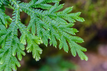 Green leaf of fern texture background. Natural texture background